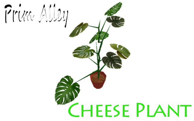 Prim Alley Cheese Plant