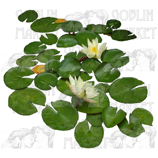White Lily Pads: Commercial