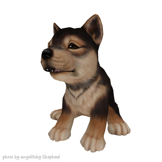 JIAN :: Silly Shibes - Companion Sesame (BOX)