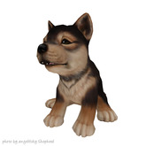 JIAN :: Silly Shibes - Companion Sesame (BOX)