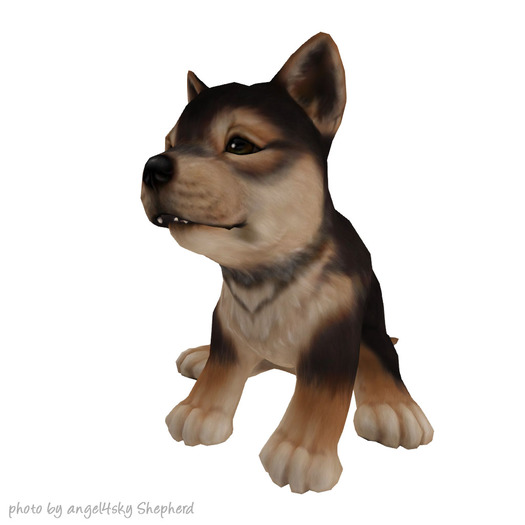 JIAN :: Silly Shibes - Wander Pup Sesame (BOX)