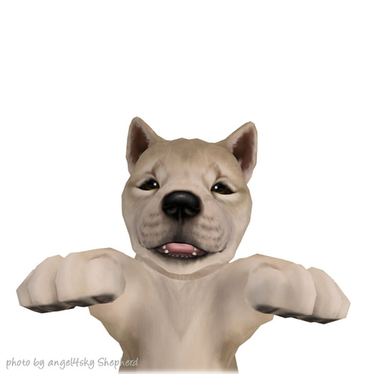 JIAN :: Silly Shibes - Held Pup White (BOX)