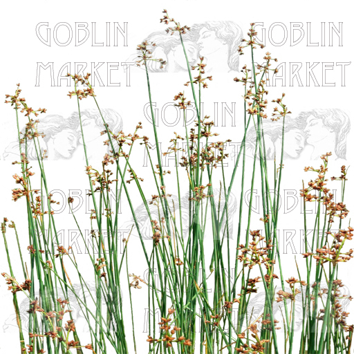 Wild Grasses: Personal
