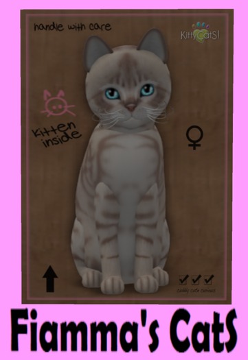 KittyCatS Box - Australian Mist - Lilac Marble