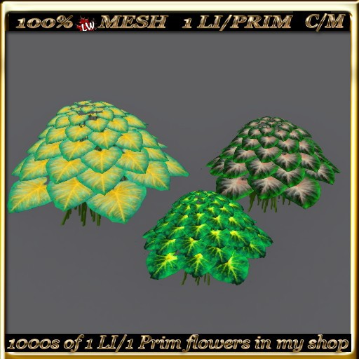 LW_3 Color Caladiums - 1