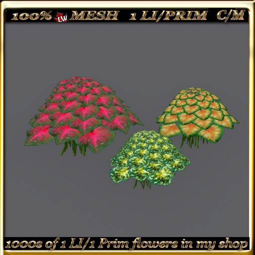LW_3 Color Caladiums - 3