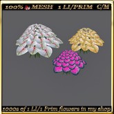 LW_3 Color Caladiums - 4