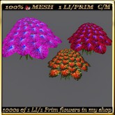 LW_3 Color Caladiums - 5