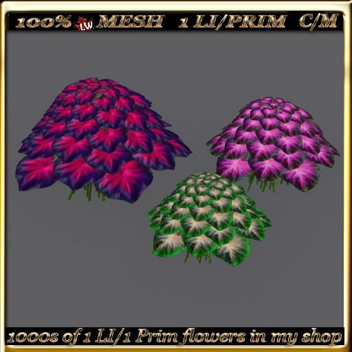 LW_3 Color Caladiums - 8