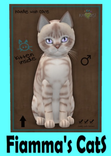 KittyCatS Box - Australian Mist - Lilac Marble