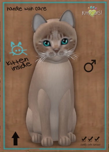 KittyCatS Box - New Born Kitten