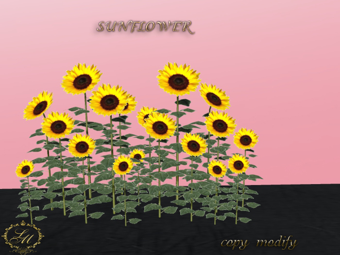 L&M sunflower