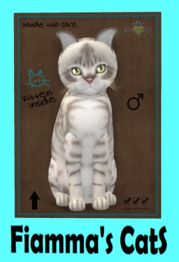 KittyCatS Box - Australian Mist - Blue Marble