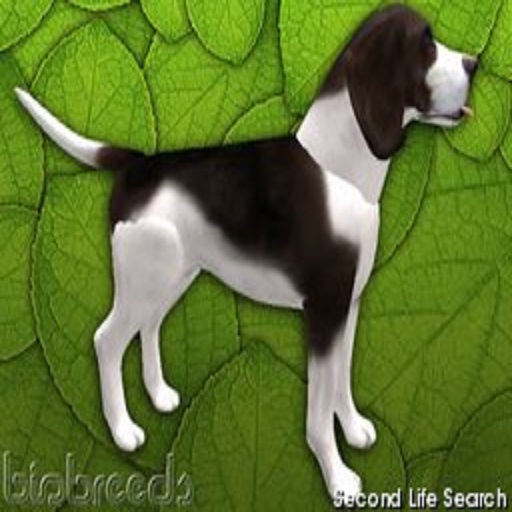BB Beagle Box  Male