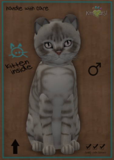 ♂ C0571 B7T Australian Mist - Blue Marble NORMAL