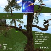 Toucan Birds with sound in a Large tree with ivy
