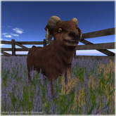 JIAN Barnyard Buddies :: Ram Brown (Companion) (BOX)