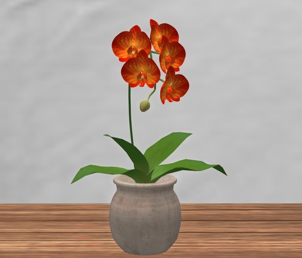 Orange Orchid in Pot