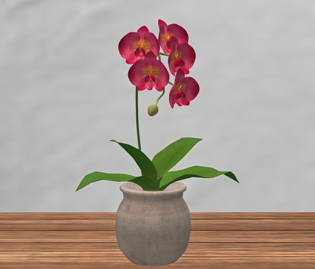Pink Orchid in Pot