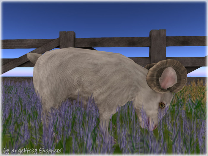 JIAN Barnyard Buddies :: Ram White (Wander) (BOX)