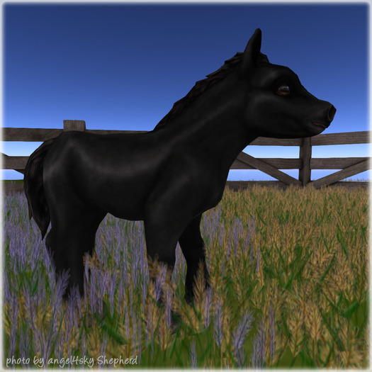 JIAN Barnyard Buddies :: Pony Black (Companion) (BOX)
