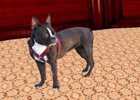 Boston Terrier