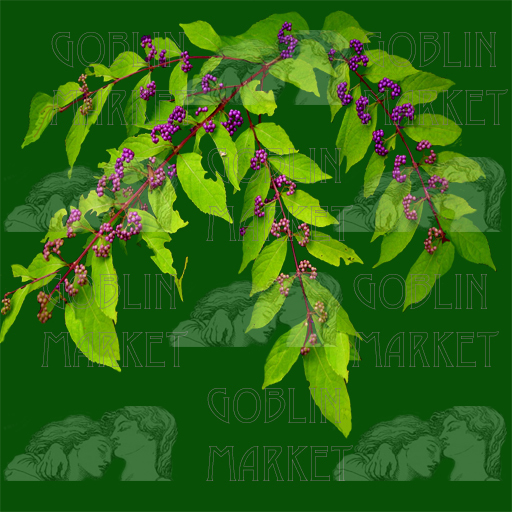 Beauty Berry: Personal