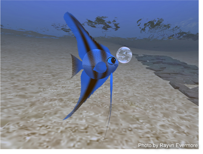(7S) UltraRare Fish: Shift Angelfish
