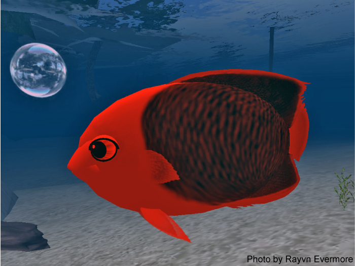 (7S) UltraRare Fish: Shift Rock Beauty