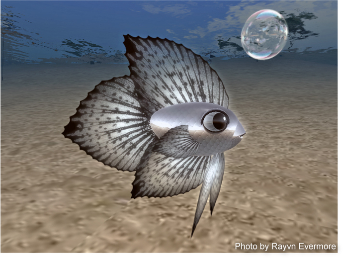 (7S) UltraRare Fish: Silver Betta