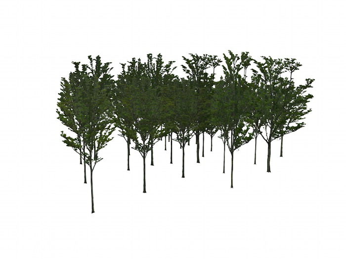1 LI 30 trees, grove - OPQ 30 Trees Grove 02
