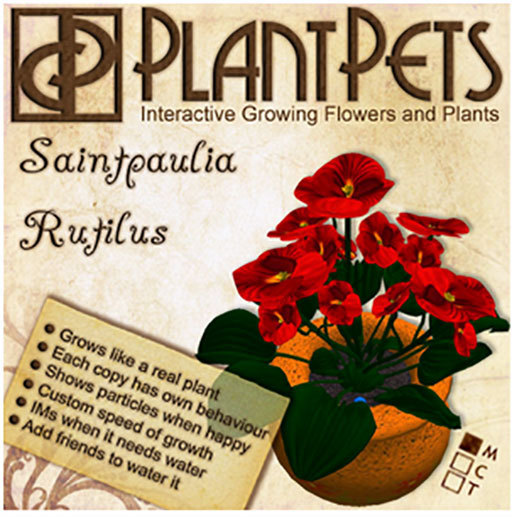 PlantPet Seed [Saintpaulia *Rutilus*]
