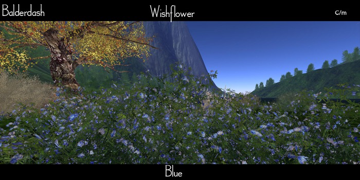 Balderdash - Wishflower - Blue