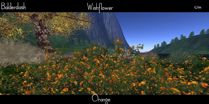 Balderdash - Wishflower - Orange