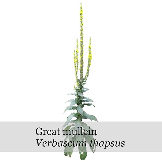 Verbascum thapsus - boxed