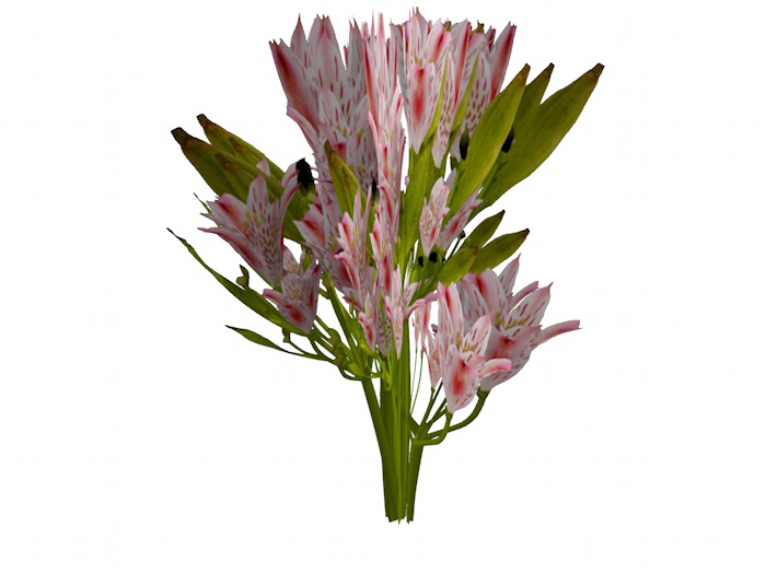 OPQ Tiger Lily 01