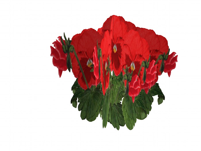 1 LI Single Plant in three variants - OPQ Pansies 07