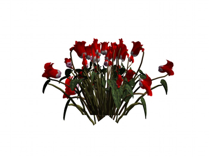 OPQ Cyclamen 01