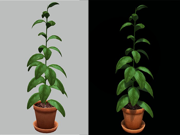 monstera standleyana Monstera standleyana albo variegata