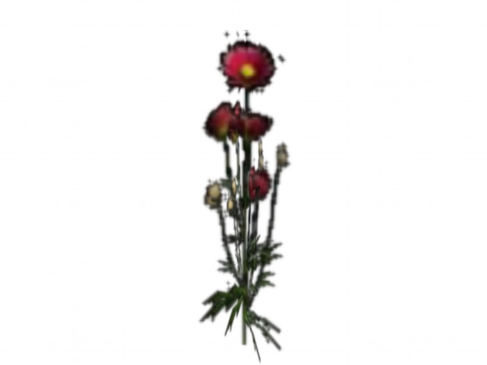OPQ Red flowers 01
