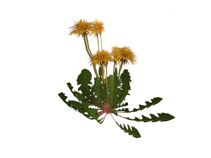 OPQ Dandelion 11