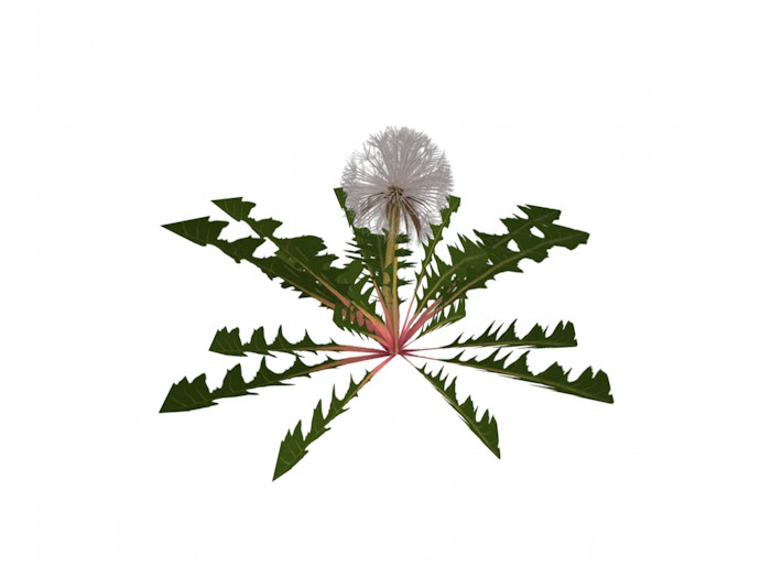 OPQ Dandelion 10
