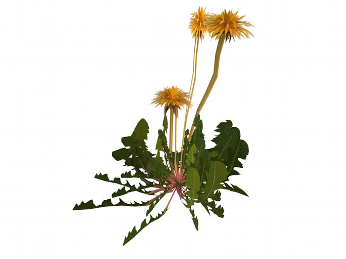 OPQ Dandelion 05