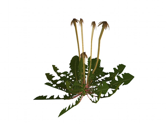 OPQ Dandelion 03
