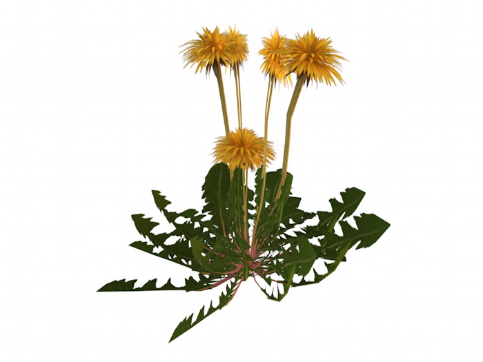 OPQ Dandelion 02