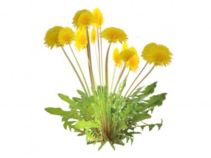 OPQ Dandelion 01