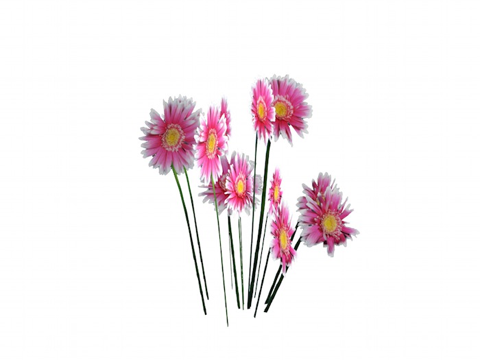OPQ Daises 04