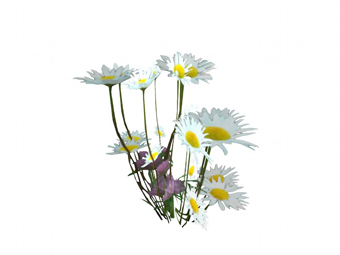 OPQ Daises 03
