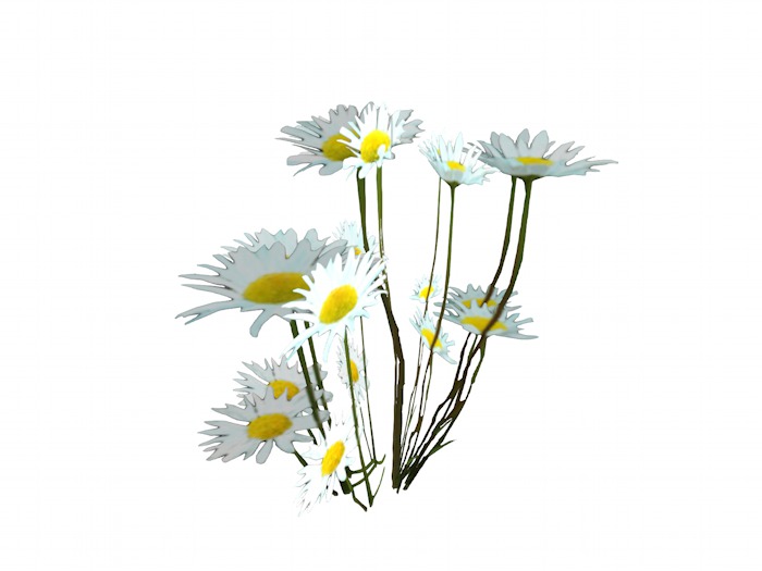 OPQ Daises 02