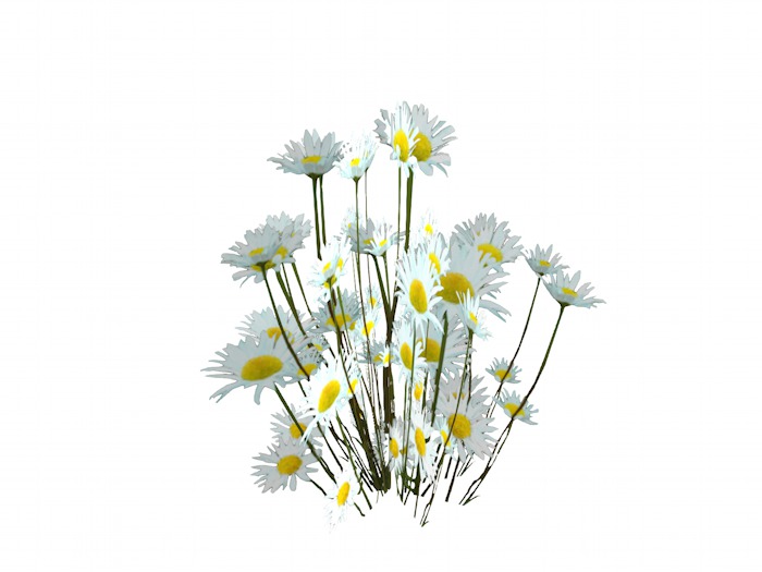 OPQ Daises 01
